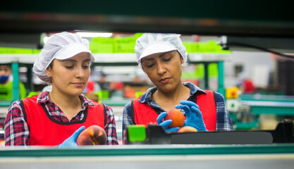 Female employee in uniform sorting fresh ripe peaches on the producing grading line
