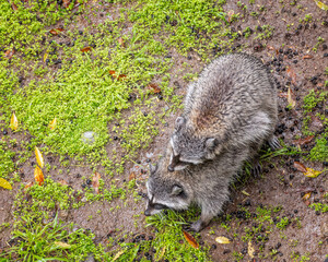 Los Angeles, CA, USA – March 3, 2024: A pair of Raccoons (Procyon lotor) mate in a backyard. The...