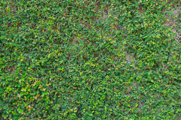 グリーンの植物に覆われた壁