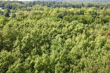 High angle view of a thick forest canopy 