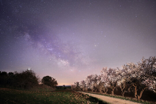Night Sky over Blooming Orchard Landscape