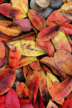 Vibrant Autumn Leaves on the Ground