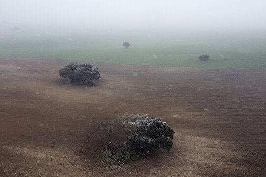 Misty landscape with bushes and barren field