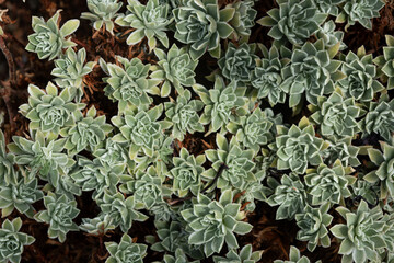 Saxifraga paniculata in National Botanic Gardens, Dublin, Ireland.  Large area with naturalist sections, formal gardens, an arboretum and a greenhouse with Victorian palms.
