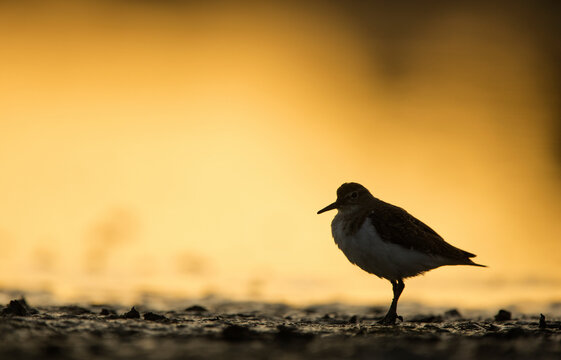 A solitary sandpiper stands in calm with a soft golden light illuminating its plumage against a muted background