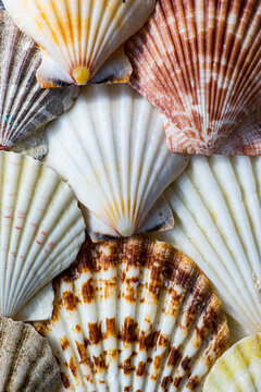 Colorful assortment of seashells in close-up view