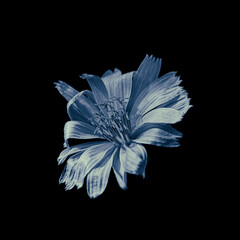 Blue flower bud of cichorium intybus L. on black background - obrazy, fototapety, plakaty