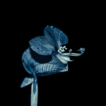 Blue commelina ordinary flower bud with sparkles on a black background