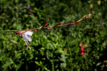 Pelargonium Ribifolium (Gaura) in the garden, white flowers background image