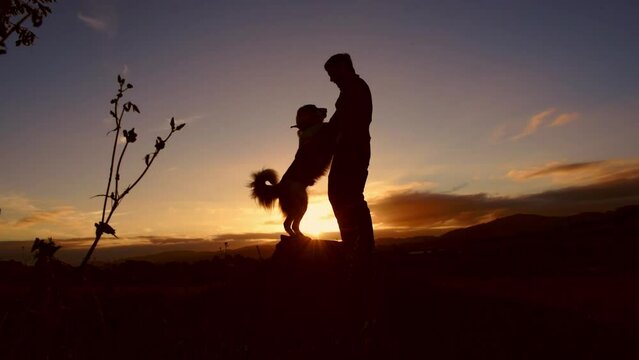 slow motion video of border collie dog and owner meeting on a wooden stump and giving each other hugs and affection.