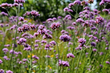 Naklejka premium Purple flower, background image, verbena flowers in the garden