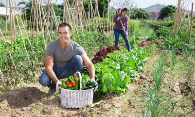 Portrait of successful young gardener with basket full of fresh organic vegetables grown in his kitchen garden in springtime