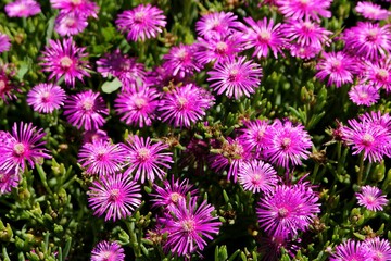 Pink chrysanthemum natural background. Pink flowers in the garden, background image