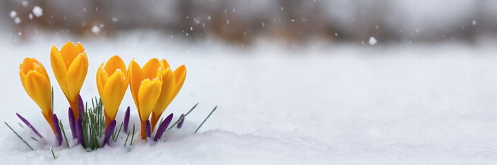 Early spring crocus. March snow melt. First bud flower. Winter day nature. Plant garden background....