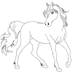 Vector lineart of majestic arabian horse, allowed to use as game illustration
