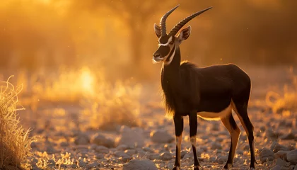 Fotobehang In the warm golden light of sunset, an antelope with long, twisted horns stands serenely in the savannah © Seasonal Wilderness