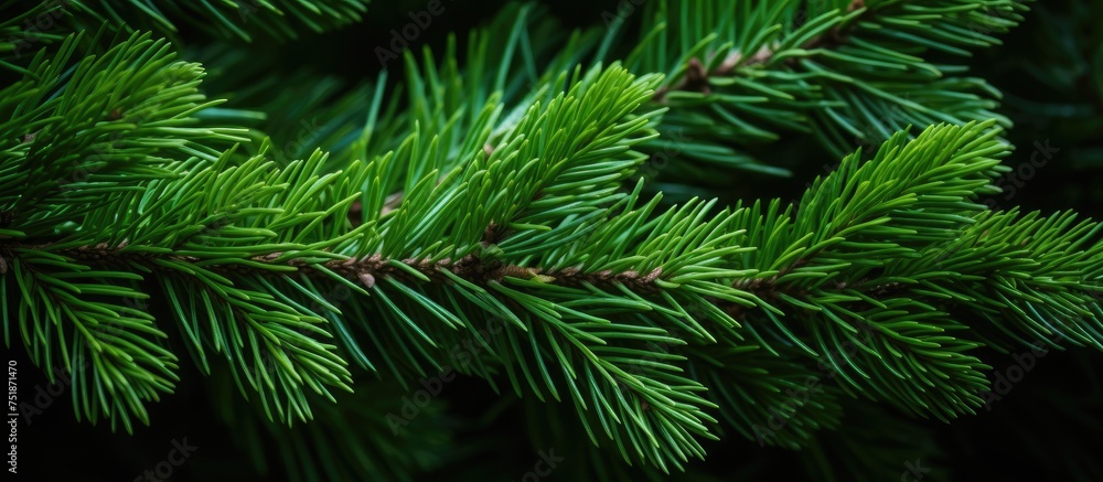 Aufkleber this detailed close-up showcases the intricate patterns and textures of a pine tree branch, revealin