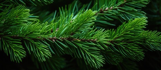 This detailed close-up showcases the intricate patterns and textures of a pine tree branch, revealing the needles, bark, and subtle colors in sharp focus.