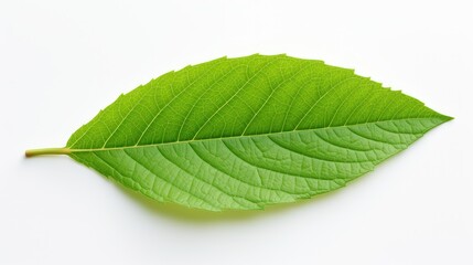 Fototapeta premium fresh clean leaves background