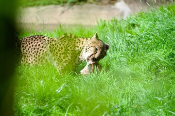 Cheetah eating on a field