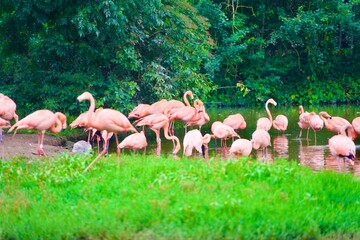 Flamingos in a pond