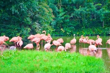 Flamingos in a pond