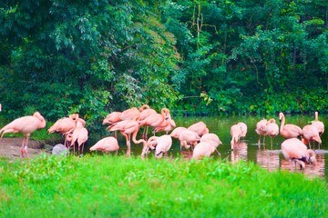 Flamingos in a pond