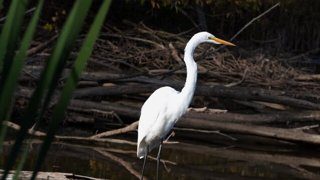 Great egret wades along the edge of a pond in Burlington, Ontario, Canada