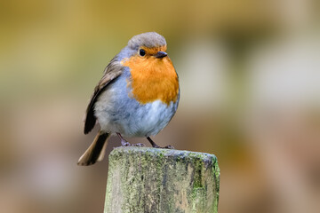 European Robin (erithacus rubecula) on a fence post
