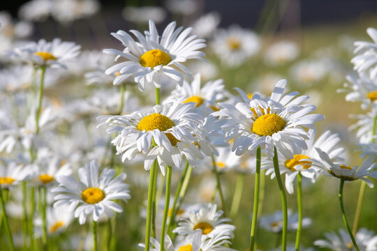 Wild chamomile flowers growing on meadow, lawn, white camomiles, daisy on green grass background, close up. Oxeye daisy, Leucanthemum vulgare, Daisies, Common daisy, Dog daisy, Gardening concept.