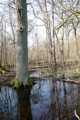 Obraz premium Swamp in Kampinos Forest, Poland