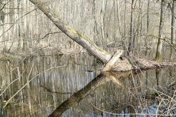 Swamp in Kampinos Forest, Poland