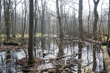 Swamp in Kampinos Forest, Poland