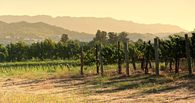 Napa California wine country vineyard grapes on the vine at harvest time in Sonoma valley