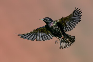 Starling (sturnus vulgaris) in flight - obrazy, fototapety, plakaty