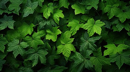 nature foliage leaves background