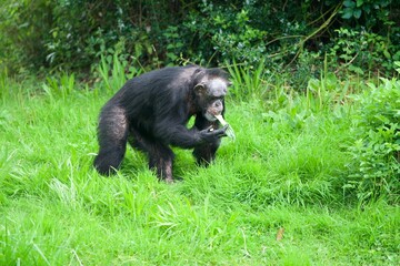 Chimpanzees eating on the field
