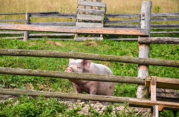 Funny pink pig standing behind a wooden fence in a rustic outdoor setting. Farming, nature, and organic living