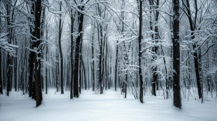 importance dark snowy forest