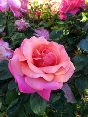 pink rose in garden