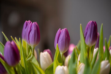 détail d'un bouquet de tulipes bicolore en bouquet