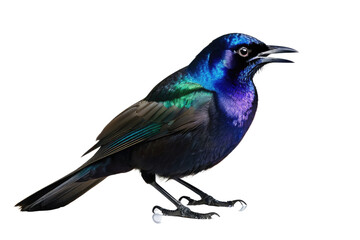 Fototapeta premium Common grackle bird, full body, high quality stock photograph, isolated on white background, feathers shimmering with iridescent purple and blue, yellow piercing eyes, natural light, ultra clear