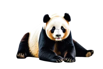Keuken spatwand met foto Giant panda bear standing, exuding joy, full body in high-key lighting, isolated against a pure white background, looking directly into the camera, sharp focus on the panda's features © ramses