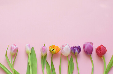 Multi-colored spring tulips and place for text for Mother's Day or Women's Day on a pink background. Top view in flat style.