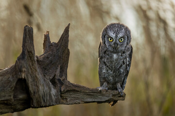 Owl at sunrise. Fluffy Eurasian scops owl, Otus scop, perched on rotten branch on forest meadow. Beautiful small owl with yellow eyes. Bird of prey in natural habitat. Autumn nature. Wildlife.