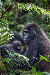 Gorilla  Mother and Baby in Ugands's Impenetrable National Forest