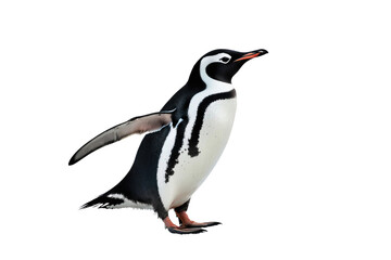 Happy penguin, full body, isolated, white background, high-quality stock photograph, natural pose, engaging with the camera, feather texture visible, soft shadow beneath, vibrant contrast