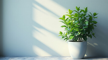 Greenery in White Pot with Wall Shadows, Peaceful Decor Accent