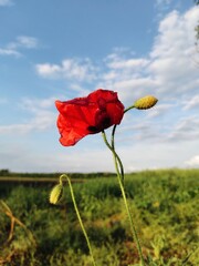 poppy in the field