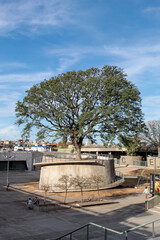 A majestic tree stands as a natural monument in front of the Facultad de Derecho metro station, contrasting the bustling urban environment with its serene presence.